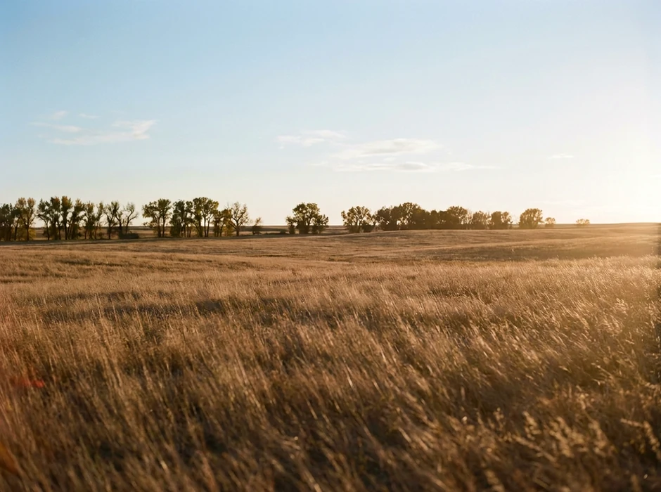 Prairie grassland with cottonwood trees along the horizon
